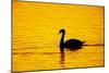 Mute Swan Sunset-null-Mounted Photographic Print