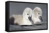 Mute Swan Two Chicks a Few Days Old-null-Framed Stretched Canvas
