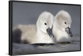 Mute Swan Two Chicks a Few Days Old-null-Framed Photographic Print