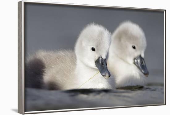 Mute Swan Two Chicks a Few Days Old-null-Framed Photographic Print