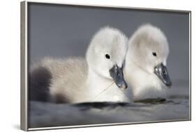 Mute Swan Two Chicks a Few Days Old-null-Framed Photographic Print