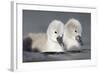 Mute Swan Two Chicks a Few Days Old-null-Framed Photographic Print