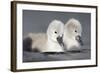 Mute Swan Two Chicks a Few Days Old-null-Framed Photographic Print