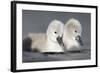 Mute Swan Two Chicks a Few Days Old-null-Framed Photographic Print