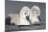 Mute Swan Two Chicks a Few Days Old-null-Mounted Photographic Print