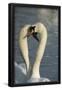 Essential Black