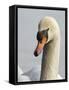 Mute Swan, Vancouver, British Columbia, Canada-Rick A. Brown-Framed Stretched Canvas