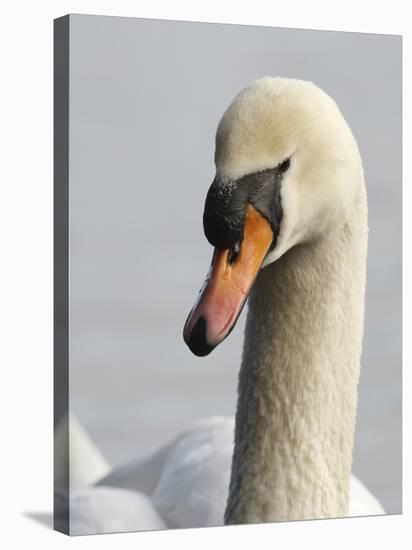 Mute Swan, Vancouver, British Columbia, Canada-Rick A. Brown-Stretched Canvas