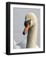 Mute Swan, Vancouver, British Columbia, Canada-Rick A. Brown-Framed Photographic Print