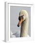 Mute Swan, Vancouver, British Columbia, Canada-Rick A. Brown-Framed Photographic Print