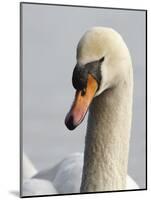 Mute Swan, Vancouver, British Columbia, Canada-Rick A. Brown-Mounted Photographic Print