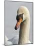 Mute Swan, Vancouver, British Columbia, Canada-Rick A. Brown-Mounted Photographic Print