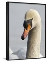 Mute Swan, Vancouver, British Columbia, Canada-Rick A. Brown-Framed Photographic Print