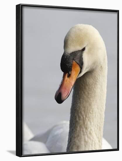 Mute Swan, Vancouver, British Columbia, Canada-Rick A. Brown-Framed Photographic Print