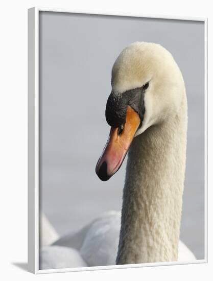 Mute Swan, Vancouver, British Columbia, Canada-Rick A. Brown-Framed Photographic Print