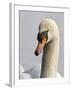 Mute Swan, Vancouver, British Columbia, Canada-Rick A. Brown-Framed Photographic Print