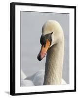 Mute Swan, Vancouver, British Columbia, Canada-Rick A. Brown-Framed Photographic Print