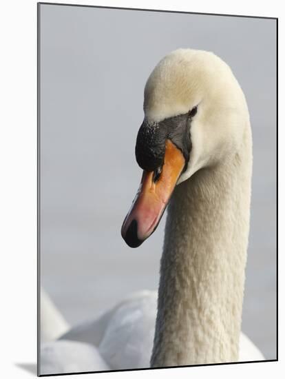 Mute Swan, Vancouver, British Columbia, Canada-Rick A. Brown-Mounted Photographic Print