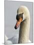 Mute Swan, Vancouver, British Columbia, Canada-Rick A. Brown-Mounted Photographic Print