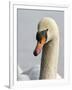 Mute Swan, Vancouver, British Columbia, Canada-Rick A. Brown-Framed Photographic Print