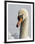 Mute Swan, Vancouver, British Columbia, Canada-Rick A. Brown-Framed Photographic Print