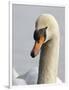 Mute Swan, Vancouver, British Columbia, Canada-Rick A. Brown-Framed Photographic Print