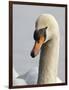 Mute Swan, Vancouver, British Columbia, Canada-Rick A. Brown-Framed Photographic Print