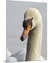 Mute Swan, Vancouver, British Columbia, Canada-Rick A. Brown-Mounted Photographic Print