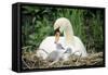 Mute Swan with Cygnets at Nest-null-Framed Stretched Canvas