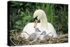 Mute Swan with Cygnets at Nest-null-Stretched Canvas