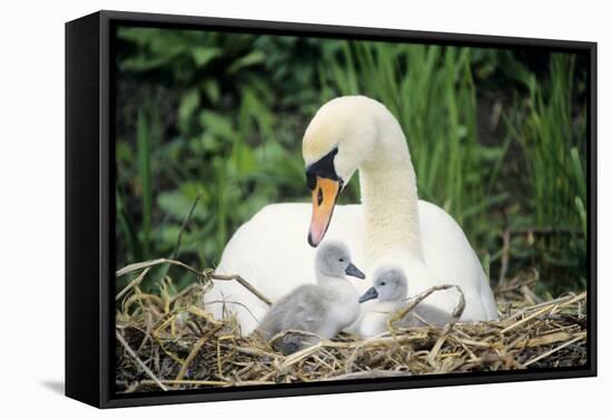 Mute Swan with Cygnets at Nest-null-Framed Stretched Canvas