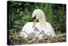 Mute Swan with Cygnets at Nest-null-Stretched Canvas