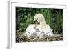 Mute Swan with Cygnets at Nest-null-Framed Photographic Print