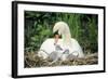 Mute Swan with Cygnets at Nest-null-Framed Photographic Print