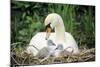 Mute Swan with Cygnets at Nest-null-Mounted Photographic Print