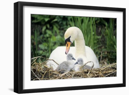 Mute Swan with Cygnets at Nest-null-Framed Photographic Print
