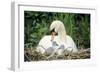 Mute Swan with Cygnets at Nest-null-Framed Photographic Print