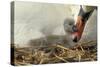 Mute Swan with Young-null-Stretched Canvas