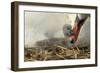 Mute Swan with Young-null-Framed Photographic Print