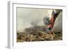 Mute Swan with Young-null-Framed Photographic Print