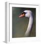 Mute Swan-Chris Vest-Framed Art Print