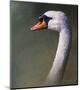 Mute Swan-Chris Vest-Mounted Art Print