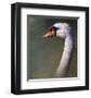 Mute Swan-Chris Vest-Framed Art Print