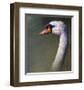 Mute Swan-Chris Vest-Framed Art Print