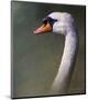 Mute Swan-Chris Vest-Mounted Art Print