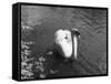 Mute Swan-null-Framed Stretched Canvas