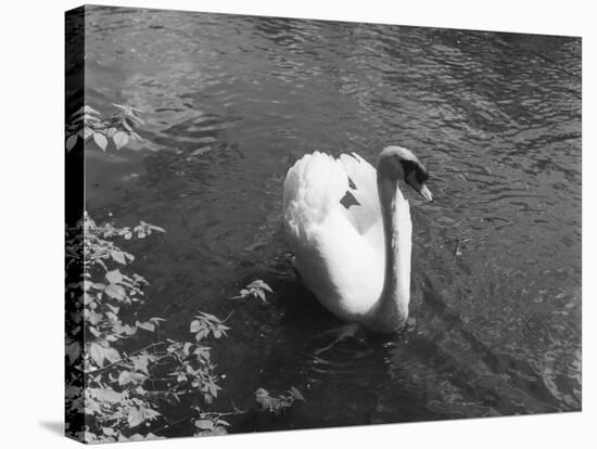 Mute Swan-null-Stretched Canvas