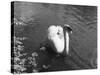 Mute Swan-null-Stretched Canvas