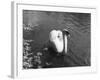 Mute Swan-null-Framed Photographic Print