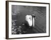 Mute Swan-null-Framed Photographic Print